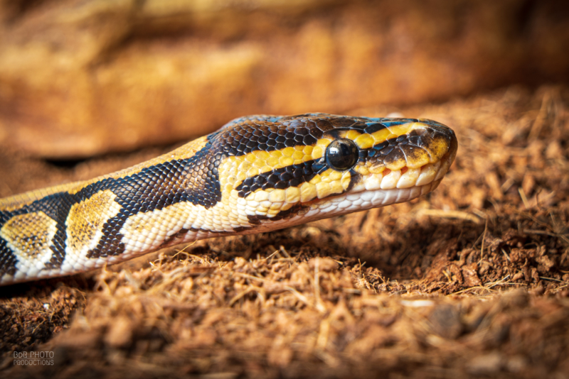 Koel Voorkeur skelet Koningspython (Python Regius) €95,- | Slangen | welle