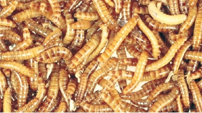 Meelwormen 100 gram