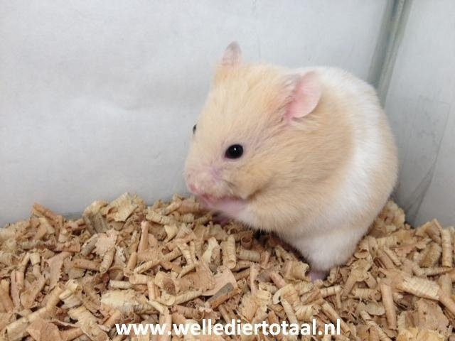 Syrische Hamster (Goudhamster) | Knaagdieren