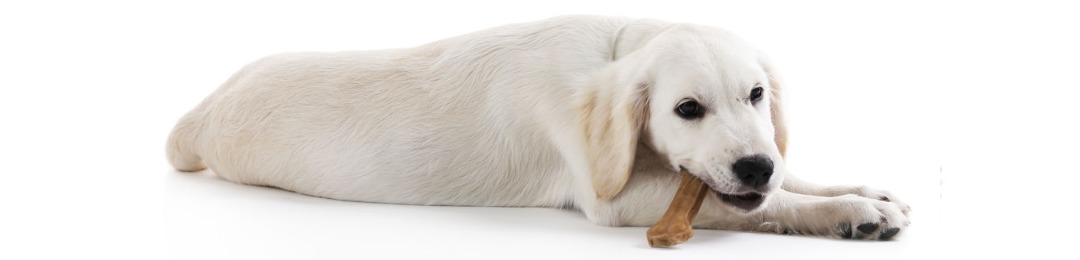 Retriever pup kauwen