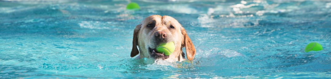 Hond zomer