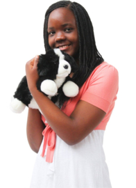 Hond - Border Collie