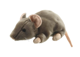 Rat bruin