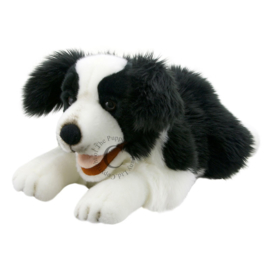 hond Border Collie PC003007