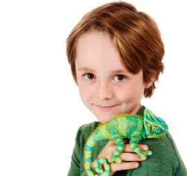 Vingerpopje kameleon