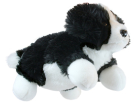 Hond - Border Collie