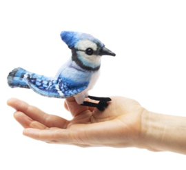 Vingerpopje blauwe gaai