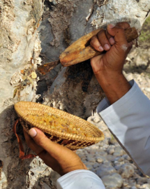 Frankincense (boswellia) voor het immuunsysteem, verjonging, een soepel lichaam en meditatie