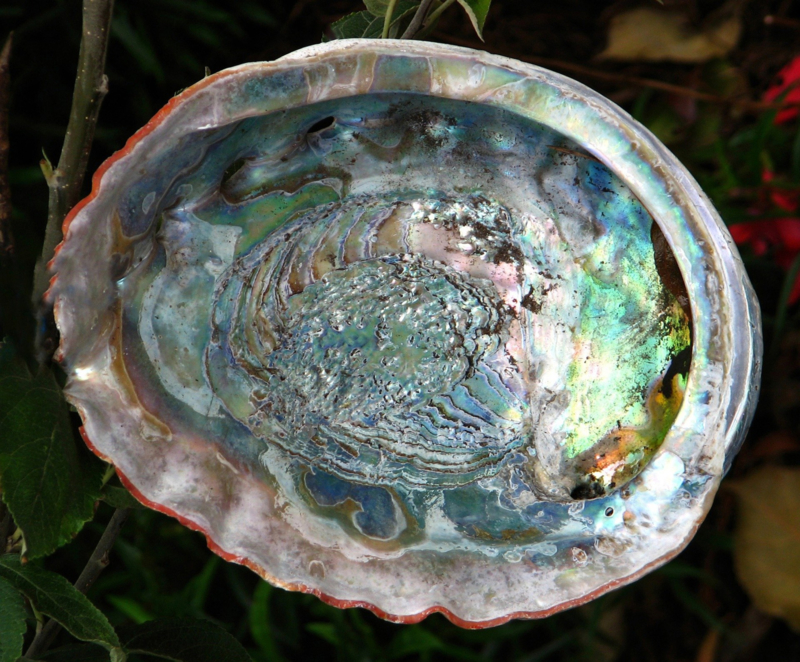 Abalone schelp  (branden van witte salie en smudges)