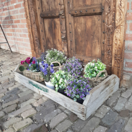 DECORATIEVE BLOEMBOLLEN BAK