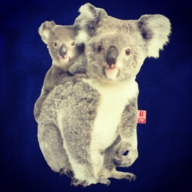 KOALAS BÜGELBILD