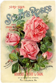 SCOTTS ROSES BÜGELBILD