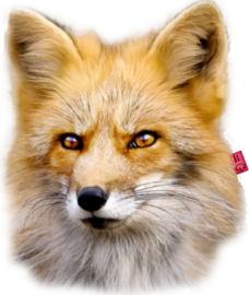 FOX FULL COLOUR TRANSFER