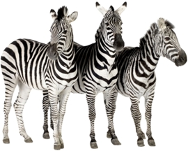 ZEBRAS STRIJKAPPLICATIE