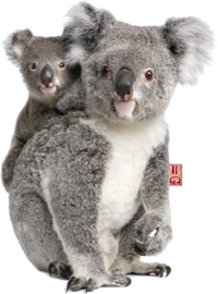 KOALAS BÜGELBILD