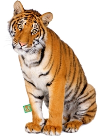 CUTE TIGER STRIJKAPPLICATIE