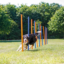 Agility Slalom