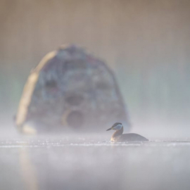 Buteo Photo Gear Floating Hide Grebe II