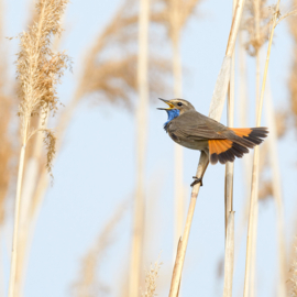 9 tips for bird photography beginners - Buteo Photo Gear
