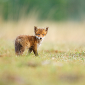 Ein tagebuch eines wildlife-fotografen: Teil 2