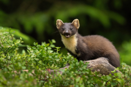 Photographe du mois: Filip Blauw