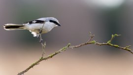 9 tips for bird photography beginners - Buteo Photo Gear