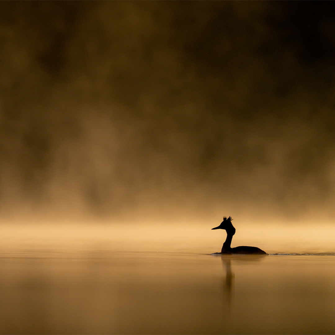 Buteo Photo Gear Drijftent Grebe II