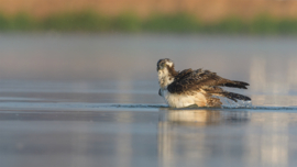 9 tips for bird photography beginners - Buteo Photo Gear