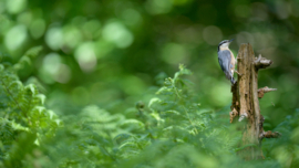 9 tips for bird photography beginners - Buteo Photo Gear