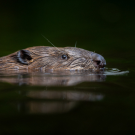 A Wildlife Photographers Diary Part 1: Beavers