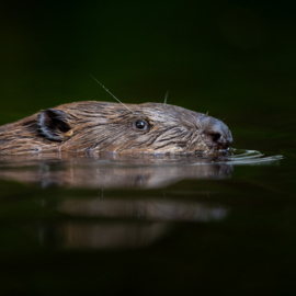 El diario de un fotógrafo de la naturaleza: parte 1