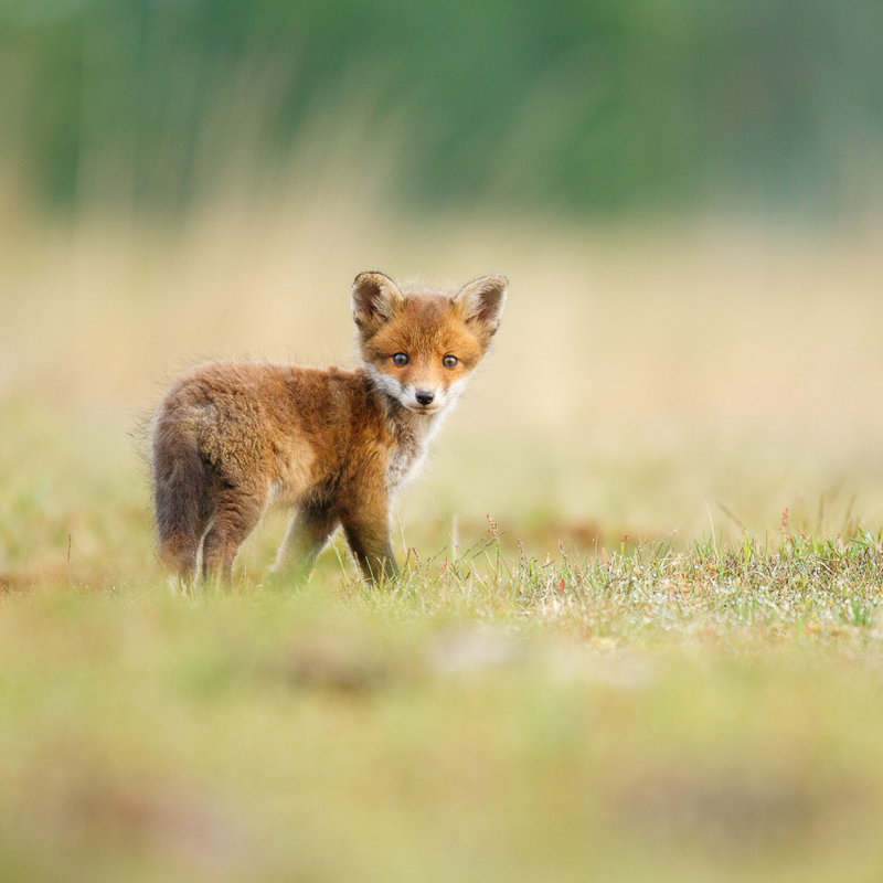 A Wildlife Photographers Diary Part 2: Foxes