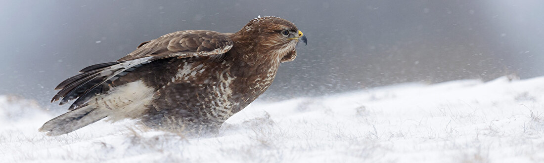 Schuiltent Buteo Mark II Sneeuw & Snoot/Lens cover sneeuw