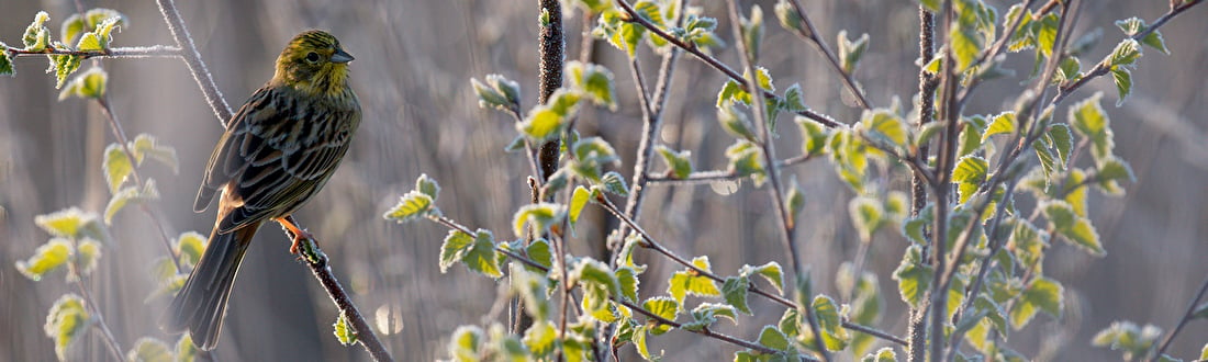 baghide, Buteo Photo Gear