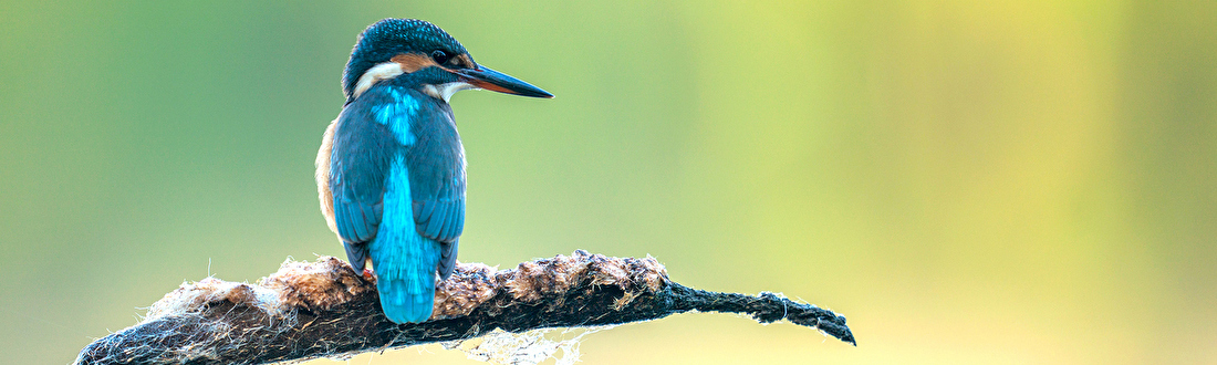 baghide, Buteo Photo Gear