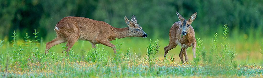 foto hide, Buteo Photo Gear