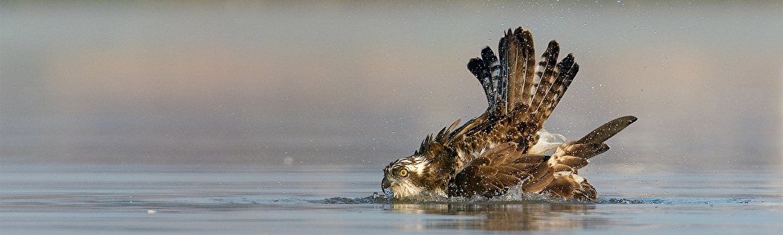 photo hide, Buteo Photo Gear