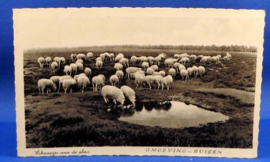 Huizen - Omgeving Huizen, Schaapjes aan de plas