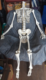 Skelet voor Halloween of Spooktocht