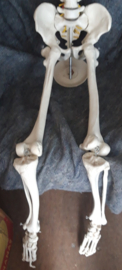 Skelet voor Halloween of Spooktocht