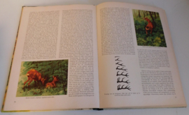 Zo leeft de Hoge Veluwe - Plaatjesalbum + extra plaatjes