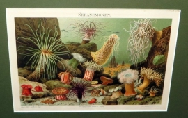 Antieke '' Seegurke '' kleurenlitho ca.1900