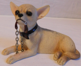 Dog studies Leonardo walkies Chihuahua
