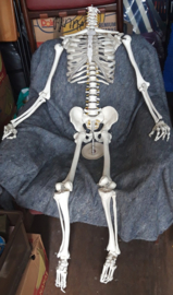 Skelet voor Halloween of Spooktocht