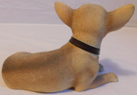 Dog studies Leonardo walkies Chihuahua