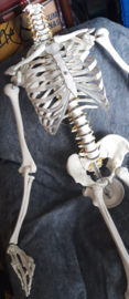 Skelet voor Halloween of Spooktocht