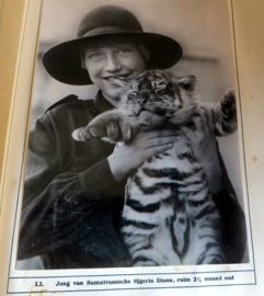 Roofdieren in Artis, Plaatjesalbum uit 1932