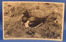 Broedende Scholekster in de duinen