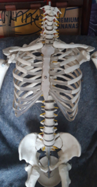 Skelet voor Halloween of Spooktocht