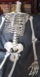 Skelet voor Halloween of Spooktocht